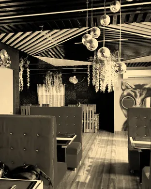 Zingara Phoenix